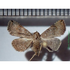 /filer/webapps/moths/media/images/M/moestalis_Rhesala_A_Bippus_02.jpg
