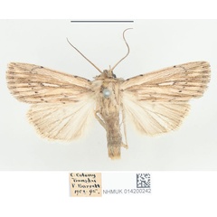 /filer/webapps/moths/media/images/R/rhabdophora_Leucania_STM_BMNH_03.jpg