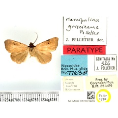 /filer/webapps/moths/media/images/G/grisescens_Marcipalina_PTM_BMNH.jpg