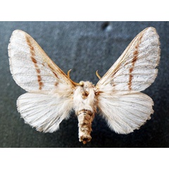 /filer/webapps/moths/media/images/D/dukei_Bombycomorpha_AF_Stroehle.jpg