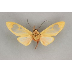 /filer/webapps/moths/media/images/M/madagascariensis_Amerila_AM_BMNH.jpg