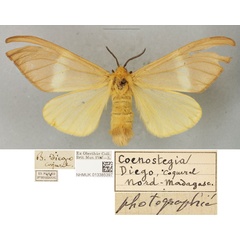 /filer/webapps/moths/media/images/D/diego_Bombyx_PLTF_BMNH.jpg