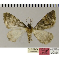 /filer/webapps/moths/media/images/T/tutsiana_Eupithecia_HT_ZSM.jpg