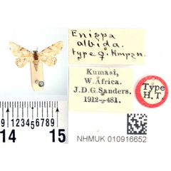 /filer/webapps/moths/media/images/A/albida_Enispa_HT_BMNH.jpg