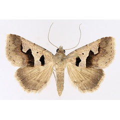 /filer/webapps/moths/media/images/H/hamifera_Anoba_AF_TMSA_01.jpg