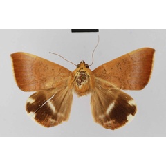 /filer/webapps/moths/media/images/V/violaceofascia_Dysgonia_HT_SNMF.jpg