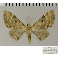 /filer/webapps/moths/media/images/F/festiva_Eupithecia_AF_ZSM.jpg