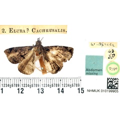/filer/webapps/moths/media/images/C/cachrusalis_Elyra_HT_BMNH.jpg