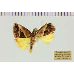 /filer/webapps/moths/media/images/P/pauliani_Taraconica_AM_MNHN.jpg