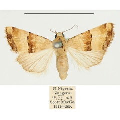 /filer/webapps/moths/media/images/B/bipartita_Pseudozarba_AF_BMNH.jpg