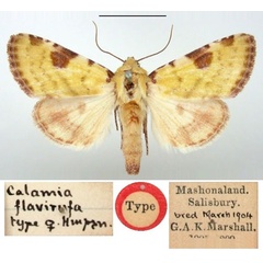 /filer/webapps/moths/media/images/F/flavirufa_Heliothis_HT_BMNH.jpg