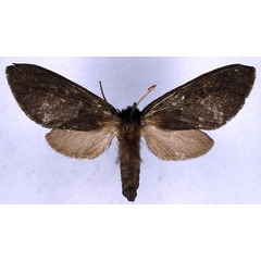 /filer/webapps/moths/media/images/F/fusca_Metarctia_NAT_BMNH_01.jpg