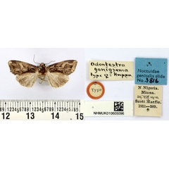 /filer/webapps/moths/media/images/G/goniosema_Odontestra_HT_BMNH.jpg