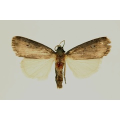 /filer/webapps/moths/media/images/T/tabida_Amazonides_AM_RMCA_02.jpg