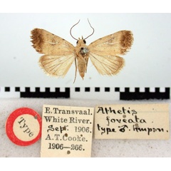 /filer/webapps/moths/media/images/F/foveata_Athetis_ST_BMNH.jpg