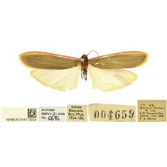 /filer/webapps/moths/media/images/K/kruegeri_Birketsmithiola_PTM_BMNH.jpg