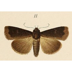 /filer/webapps/moths/media/images/B/bicolorata_Amphipyra_HT_Voeltzkow_6-11.jpg