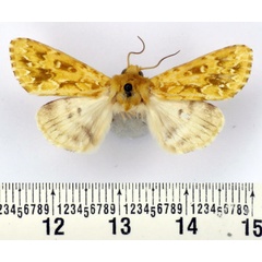 /filer/webapps/moths/media/images/M/makokoui_Nyodes_AM_BMNH_02.jpg