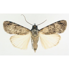 /filer/webapps/moths/media/images/A/aspera_Tachosa_AM_TMSA_02.jpg