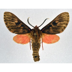 /filer/webapps/moths/media/images/J/judith_Hippurarctia_AM_NHMO.jpg