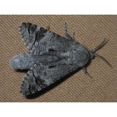 /filer/webapps/moths/media/images/T/terebroides_Brachylia_A_Liebenberg_01.jpg