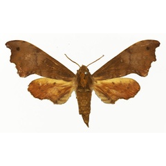 /filer/webapps/moths/media/images/B/bergeri_Grillotius_AF_Basquin.jpg