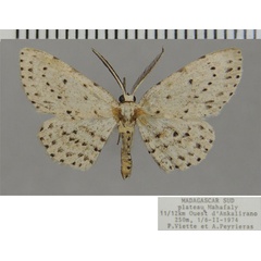 /filer/webapps/moths/media/images/O/ordinata_Anticleora_AM_ZSM.jpg