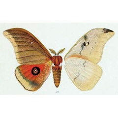 /filer/webapps/moths/media/images/P/patruelis_Bunaea_HT_Distant_1903_7_14.jpg