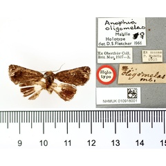 /filer/webapps/moths/media/images/O/oligomelas_Anophia_HT_BMNH.jpg