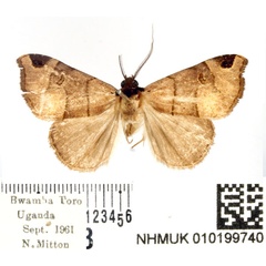 /filer/webapps/moths/media/images/U/umbrosa_Marcipalina_AM_BMNH.jpg