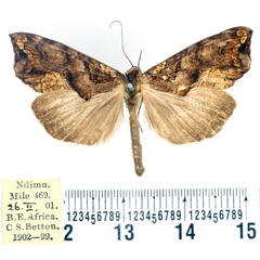 /filer/webapps/moths/media/images/M/macra_Plusiodonta_AM_BMNH.jpg