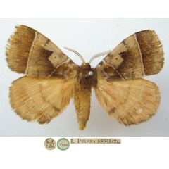 /filer/webapps/moths/media/images/A/angulata_Poloma_STM_NHMUKa.jpg