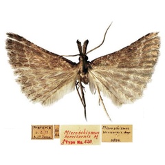 /filer/webapps/moths/media/images/S/serricornis_Microschismus_STM_TMSA.jpg