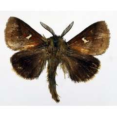 /filer/webapps/moths/media/images/A/affinis_Eupagopteryx_AM_Basquin.jpg