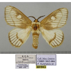 /filer/webapps/moths/media/images/M/marina_Strigivenifera_HT_MHNG.jpg