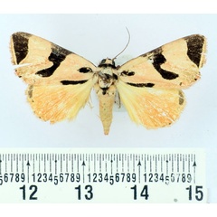 /filer/webapps/moths/media/images/S/superba_Attatha_AM_BMNH.jpg