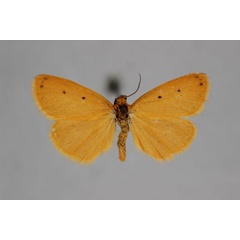 /filer/webapps/moths/media/images/S/subapicalipunctis_Ochrota_HT_BMNH.jpg
