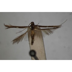 /filer/webapps/moths/media/images/M/muricicoma_Zarathra_HT_BMNH.jpg