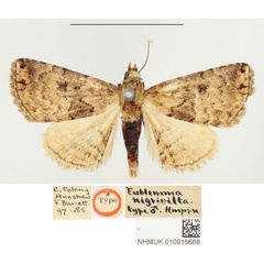 /filer/webapps/moths/media/images/N/nigrivitta_Eublemma_HT_BMNH.jpg