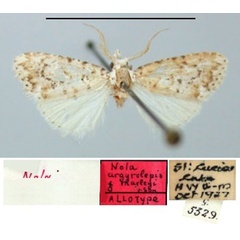 /filer/webapps/moths/media/images/M/marleyi_Nola_AT_TMSA.jpg