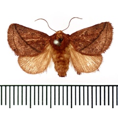 /filer/webapps/moths/media/images/C/cataractae_Thosea_AF_BMNH.jpg