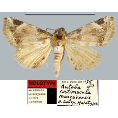 /filer/webapps/moths/media/images/M/mascarensis_Autoba_HT_MNHN.jpg
