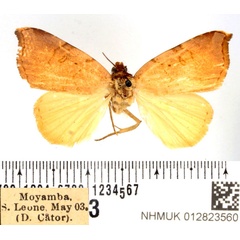 /filer/webapps/moths/media/images/M/monosema_Marcipa_AF_BMNH.jpg