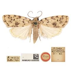/filer/webapps/moths/media/images/S/sordida_Aemene_LT_BMNH.jpg