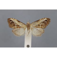 /filer/webapps/moths/media/images/L/leucographa_Meganola_AT_BMNH.jpg