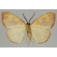 /filer/webapps/moths/media/images/M/maculata_Oaracta_AM_ZSMb.jpg