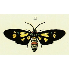 /filer/webapps/moths/media/images/E/eumolphus_Euchromia_Cramer3_197_D.jpg