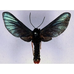 /filer/webapps/moths/media/images/A/atavistis_Melisa_ST_BMNH_01.jpg