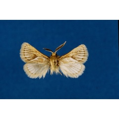 /filer/webapps/moths/media/images/A/arcifera_Mountelgonia_AM_Lehmann_02.jpg