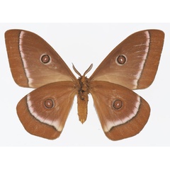 /filer/webapps/moths/media/images/G/gabonica_Bunaeopsis_AM_Basquinb.jpg